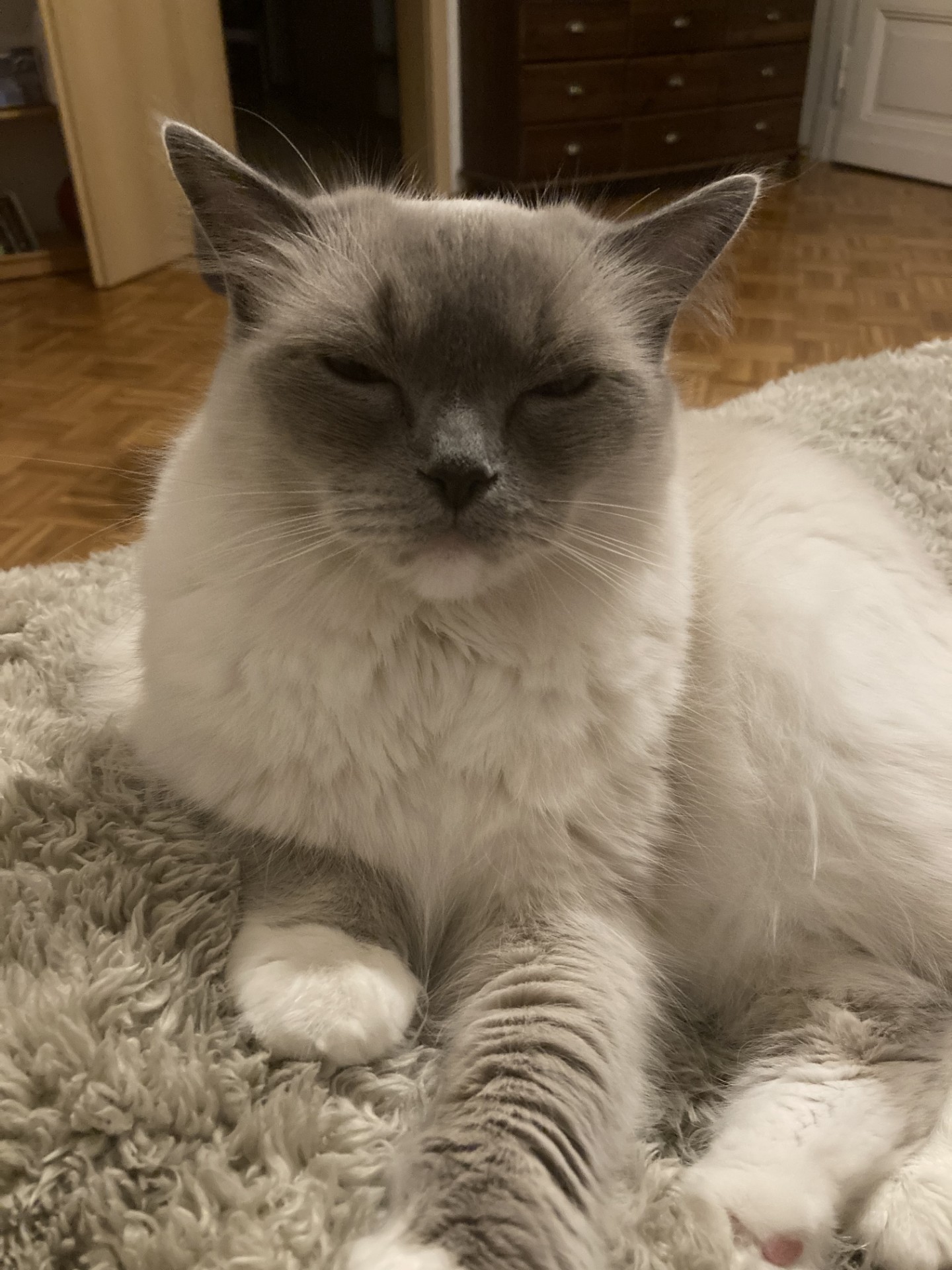 Bella_thumbnail_image_67180801.jpg Bella_thumbnail_image_67180801.jpg